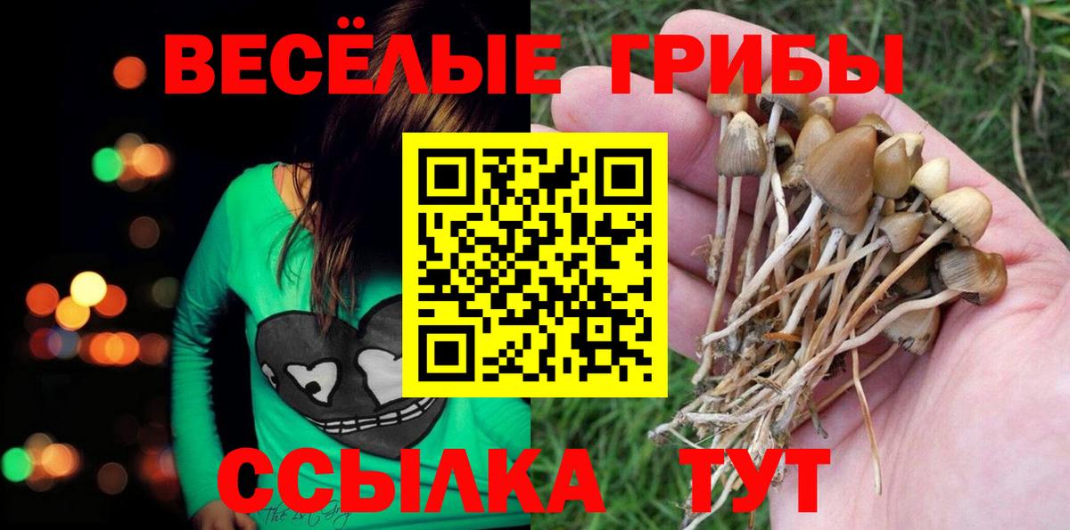 Новокуйбышевск  Псилоцибиновые грибы Psilocybine cubensis  Вход с VPN 